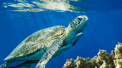 La Caretta caretta: la specie piÃ¹ diffusa delle tartarughe marine nel Mediterraneo